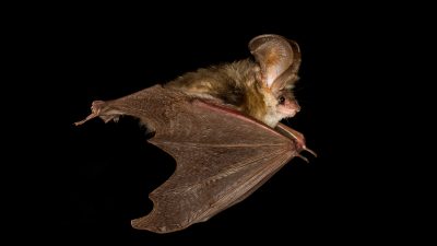 Veckans fördjupning: Fladdermöss