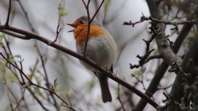 Fågel